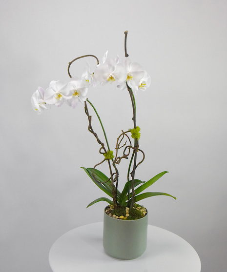 Exotic Phalaenopsis Orchid Plant in a ceramic container 
