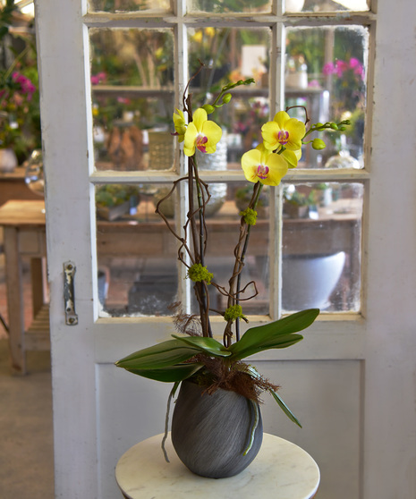 Exotic Phalaenopsis Orchid Plant in a ceramic container 