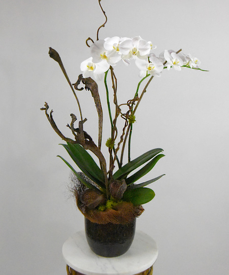 Exotic Phalaenopsis Orchid Plant in a ceramic container 