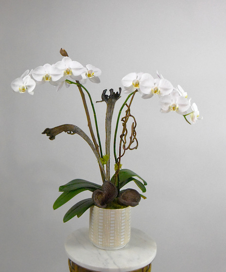 Exotic Phalaenopsis Orchid Plant