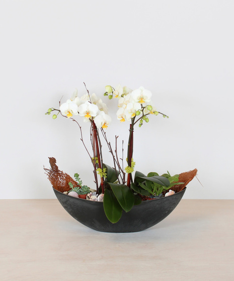 Set in a large boat shaped container with large  orchid plants  each having multiple butterfly shaped  blooms. Decorative sticks, moss, and shells adorn  this arrangement..