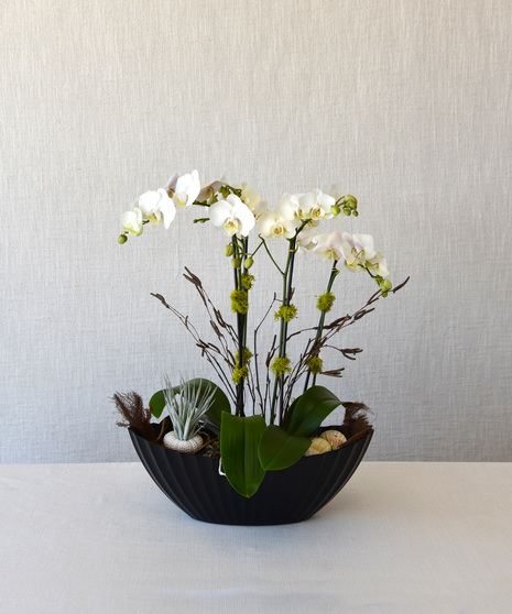 Plants