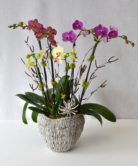 Happier with You - Orchids