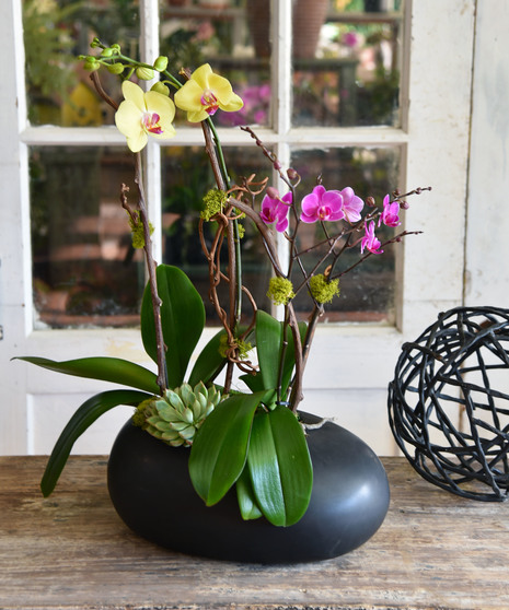 Plants