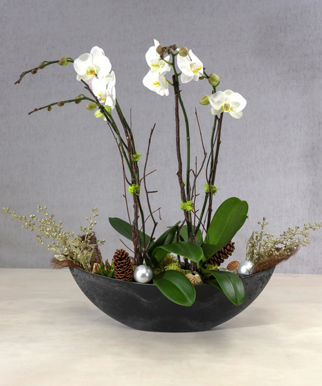 Peace & Joy Phaleanopsis Orchid