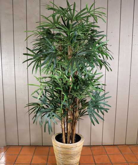 Lady Palm Tree, 7 Feet