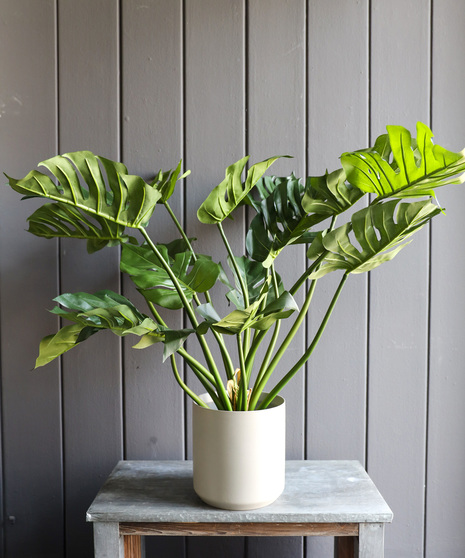 Faux Split Philodendron Plant, 2.5 Feet