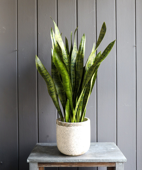 Brazillian Sanseveria, 3 Feet