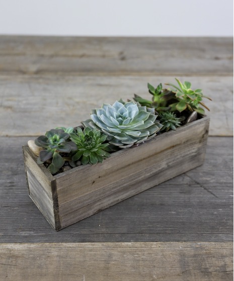 Modern Succulents San Mateo (CA) Ah Sam Florist