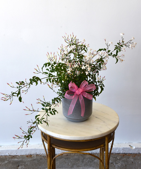 Sweet Jasmine Planter