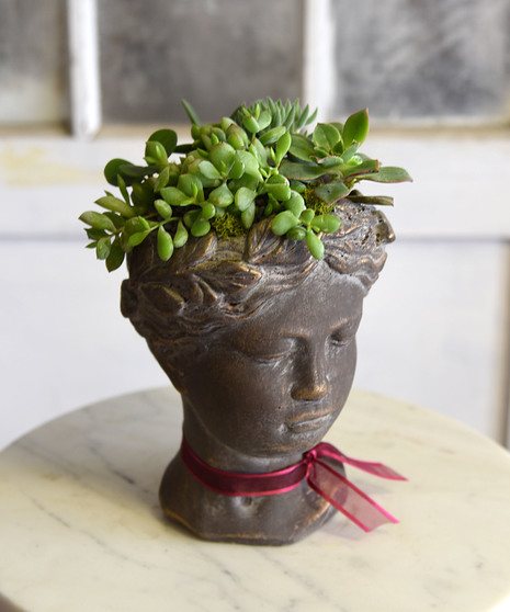 Aphrodite Succulent Garden