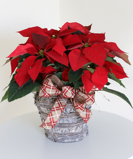 Holiday Red Poinsettia Plant - Available Dec. 13th