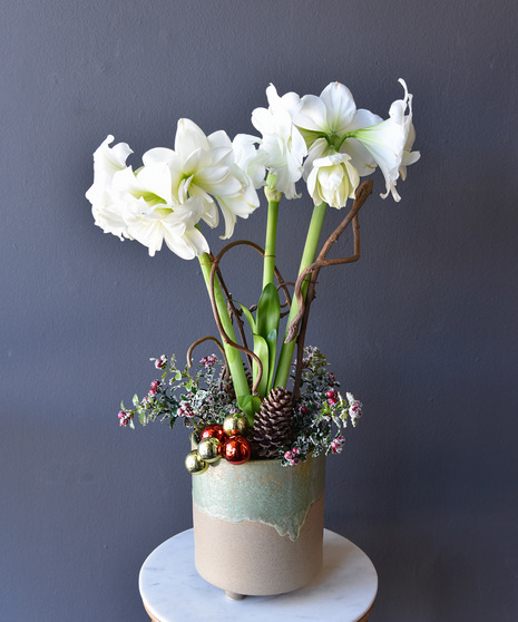 Blooming Amaryllis Plant