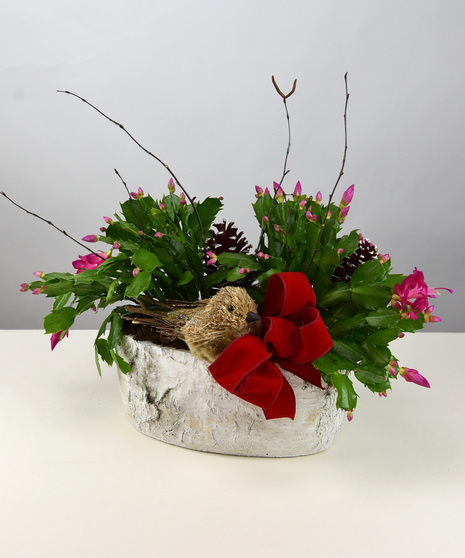 Christmas Cactus Garden