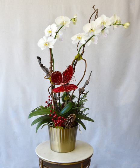 Winter Delight Orchid Plant