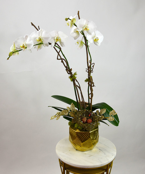 Winter Delight - Orchid Plant