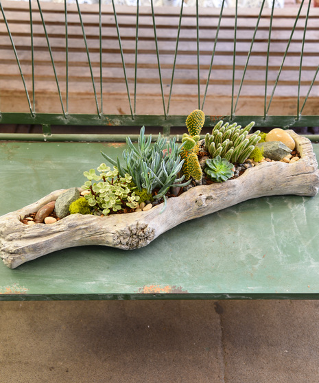 Sun Salutation - Succulent Cacti Garden
