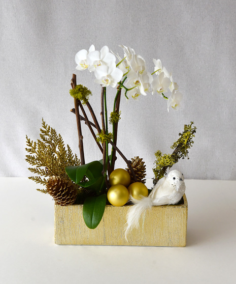 Moonlight Sparkle Orchid Garden