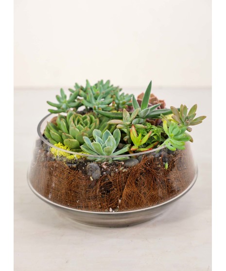 Stemmed glass bowl holds mix of succulents. 