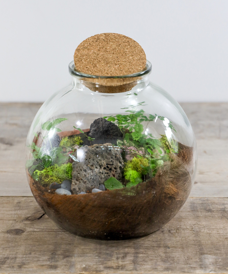  Round Glass Jar Terrarium Succulent Plant Terrarium Moss Bud  Vases Jars Message Wishes Bottle Candy Jar with Cork Lid for Fern Moss  Succulent Air Plants : Patio, Lawn & Garden