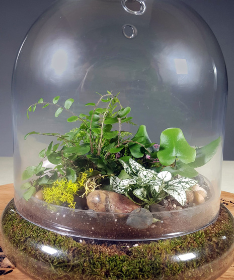 Terrarium Cloche DIY Kit, Bay Area (CA) Plant Delivery