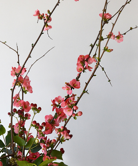 Quince blossoms in bloom close-up image
